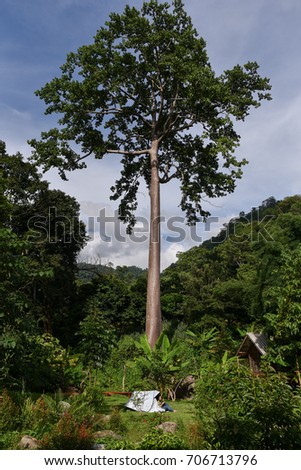 bigtree