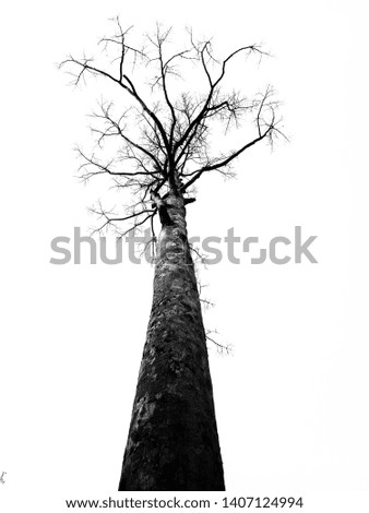 Bigtree dead body in the forest.