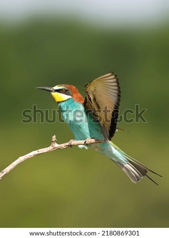 Similar – Image, Stock Photo ortrait of a colorful bird