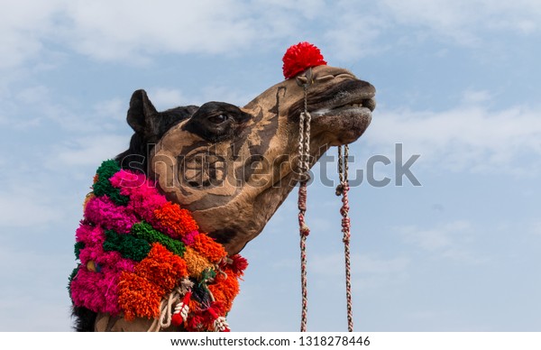 Bikaner Rajasthanindia Jan 2019 Camel Decorated Royalty Free