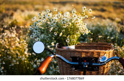 Bike With Basket With Flowers Against Daisy Field  Background