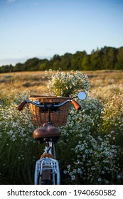 bike with basket with flowers against daisy field  background