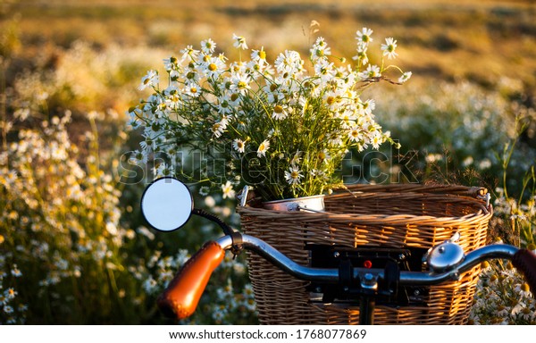 bike with basket with flowers against daisy\
field  background