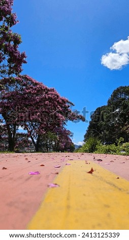 Bike lane between flowering Glory Trees (Pleroma Granulosum) and green trees, under a blue sky, with the path adorned with fallen flowers. Photograph taken in January 2024, Poços de Caldas - Brazil.