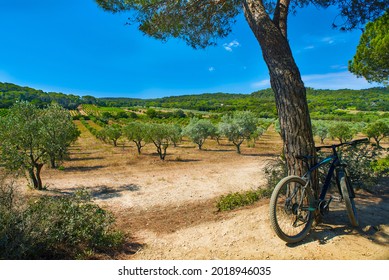 bike and olive trees in porquerolles island  france 