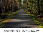 Bike path in the forest on a sunny day