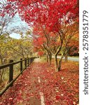 Bike road full of red maple trees during autumn in Naejangsan national park in Jeongeup, South Korea 