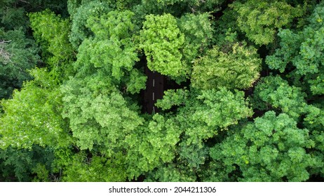 Bike Road through the summer green forest, Aerial view