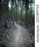 Bike trail at Tenderfoot Mountain in Silverthorne Colorado in autumn through lodgepole pine trees