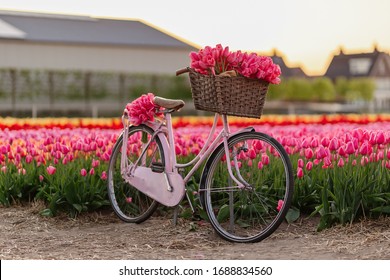 Bike Tulips Netherlands Holland Tulips Field