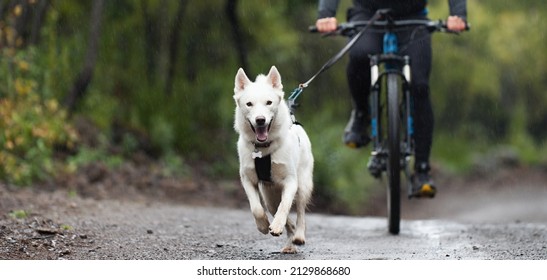 Bikejoring dog mushing race. Dog pulling bike with bicyclist, competition in forest, sled dog racing - Shutterstock ID 2129868680