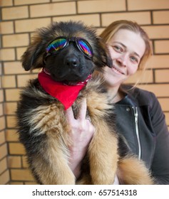 Biker Dog