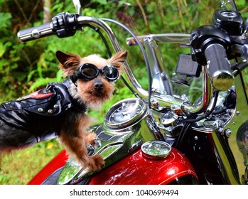 Biker Dog Riding Motorcycle