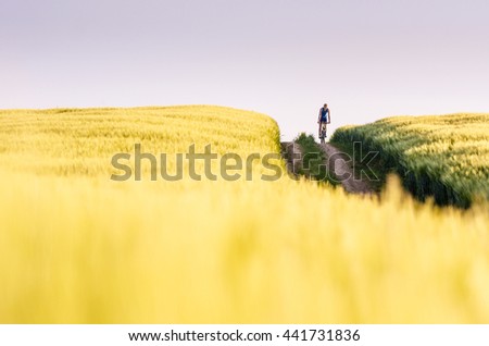 Biker on the top of hills between wheat fields full od gold rye in last summer sunset light