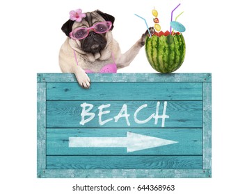 bikini babe pug dog with blue vintage wooden beach sign and watermelon cocktail, isolated on white background