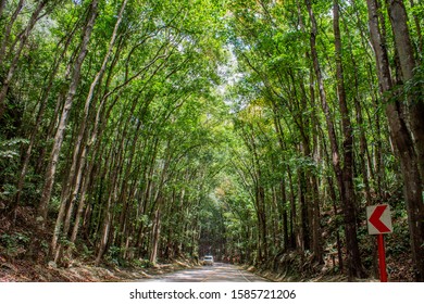 Bilar Man-Made Forest At Bohol Island
