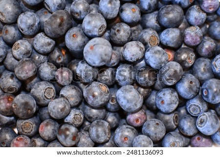 Bilberries all over the screen. Background of close up bilberries.