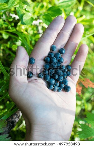 Similar – Foto Bild Kulturheidelbeeren im Garten