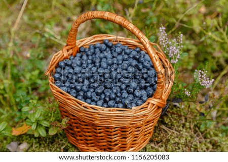 Similar – Hände, die selbstgepflückte Blaubeeren in eine Schüssel sortieren