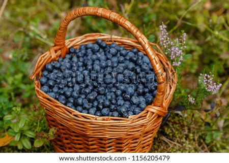 Similar – Hände, die selbstgepflückte Blaubeeren in eine Schüssel sortieren