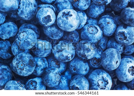 Bilberry background texture nature. Top view blue