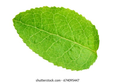 Bilberry or blueberry leaf isolated on white background with clipping path