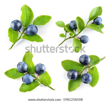 Bilberry isolated. Bilberry on white. Bilberries with leaf on branch. Top view set on white background