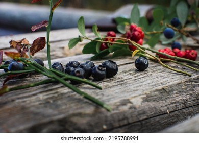 Bilberry Lingonberry Bog Billberry Foraging