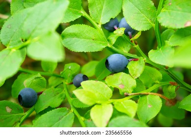 Bilberry Plant. Close Up Of Ripe Bilberry Berries Growing On Shrub In The Forest.