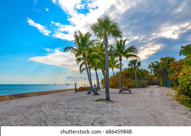 Bill Baggs Florida State Park - Palm Trees