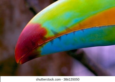 Bill Of Keel Billed Toucan In Costa Rica