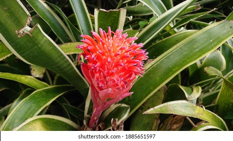 Bromelioideae Images, Stock Photos & Vectors | Shutterstock