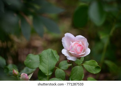 Billet Doux Rose