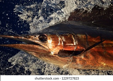 カジキ の画像 写真素材 ベクター画像 Shutterstock