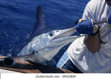 Billfish White Marlin Catch And Release On Boat Board