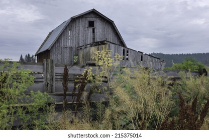 Billings, Montana, USA - Derelict wooden barn surrounded by overgrown vegetation photographed on an American Indian reservation near Billings, Montana, USA.