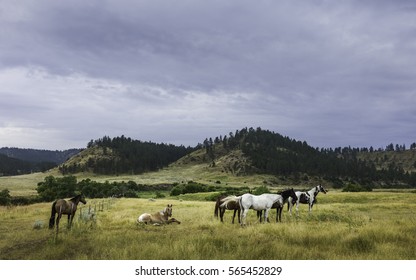 Billings, Montana, USA. Horses Begin To Stir At Dawn On A Peaceful Summer Morning In The Heart Of The Prairie And Rolling Landscape Near Billings, Montana, USA.