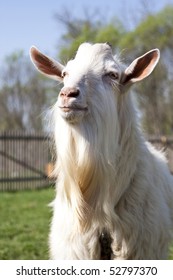 The billy goat.