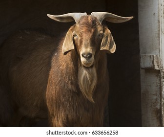 雄ヤギ の画像 写真素材 ベクター画像 Shutterstock