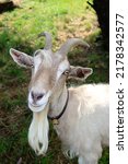 billy goat during summer time under a tree. happy goats enjoy outdoor time at bodensee.