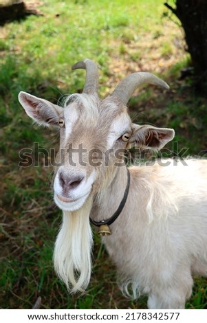 billy goat during summer time under a tree. happy goats enjoy outdoor time at bodensee. ストックフォト © 
