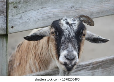 Billy Goat Gruff At Zoo