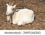 billy goat is resting on the farm