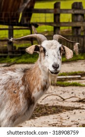 Billy Goat With A Slight Smirk On His Face And Fur Hanging From His Horns.