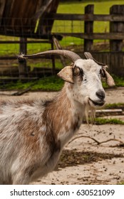 Billy Goat With A Slight Smirk On His Face And Fur Hanging From His Horns.