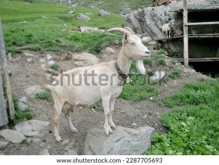 Billy goat standing on a stone