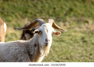 The billy goat waits attentively to see what is happening
