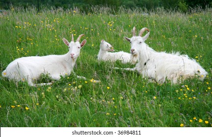 Billy Goats