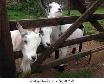 Billy Goats Three