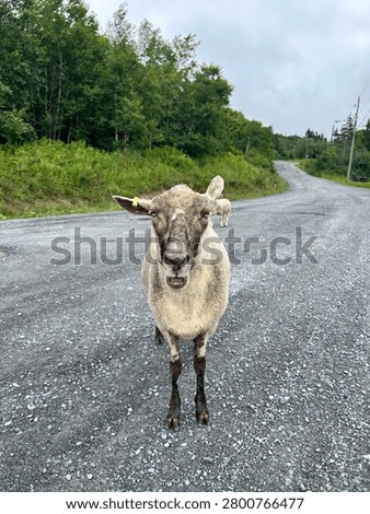 Billy the sheep strolling through Cox’s Cove NFLD, 2025z
